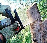 Best Tree Removal  in Clayton, NJ