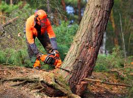 Best Emergency Tree Removal  in Clayton, NJ