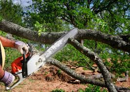 Best Tree Maintenance Programs  in Clayton, NJ