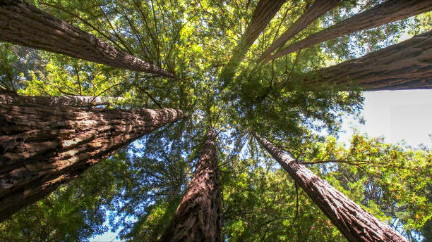 How Our Tree Care Process Works  in  Clayton, NJ