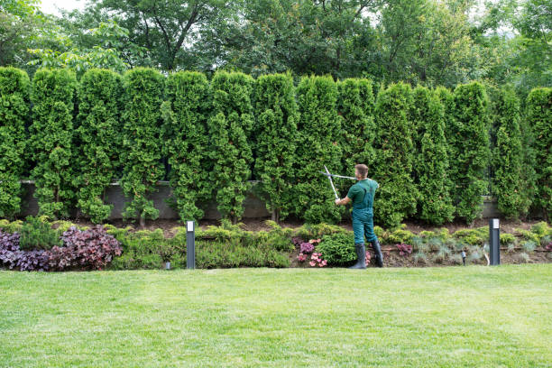 Best Tree and Shrub Care  in Clayton, NJ