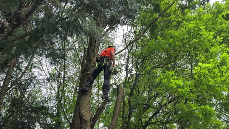 Best Tree Disease Treatment  in Clayton, NJ