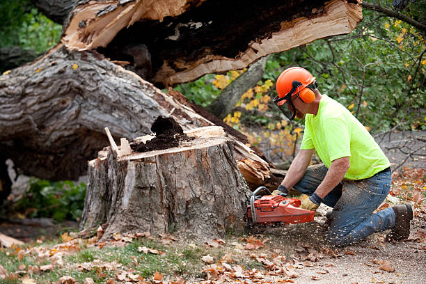 Best Root Management and Removal  in Clayton, NJ