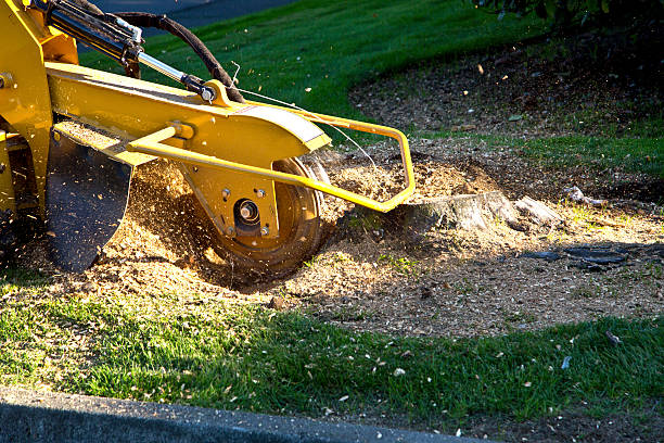 Best Lot and Land Clearing  in Clayton, NJ