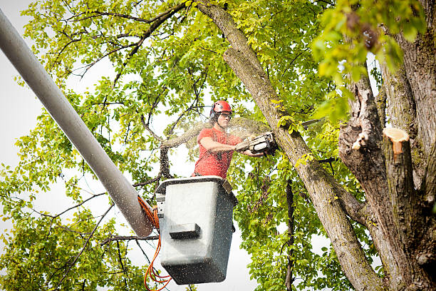 Best Palm Tree Trimming  in Clayton, NJ