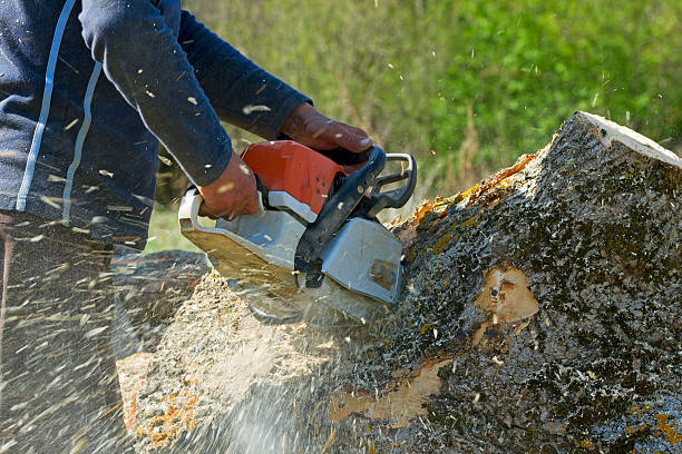 Best Commercial Tree Services  in Clayton, NJ