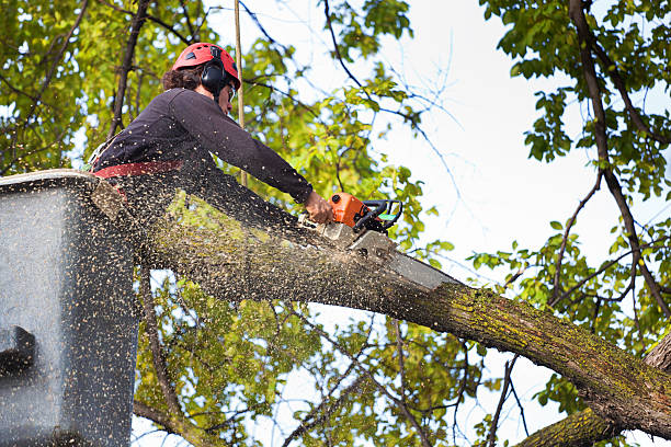 Best Tree Risk Assessment  in Clayton, NJ